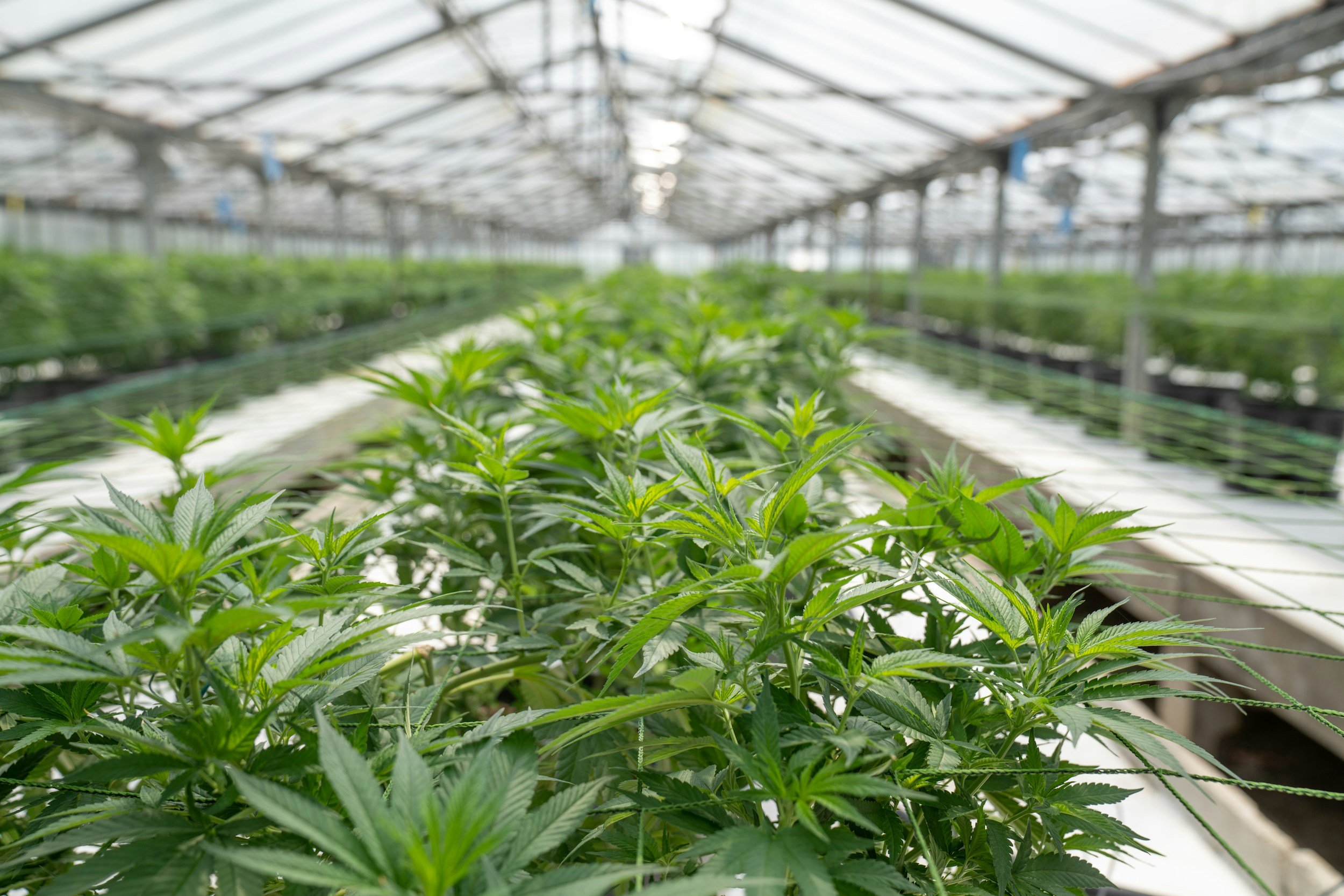 Cannabis plants growing in a greenhouse