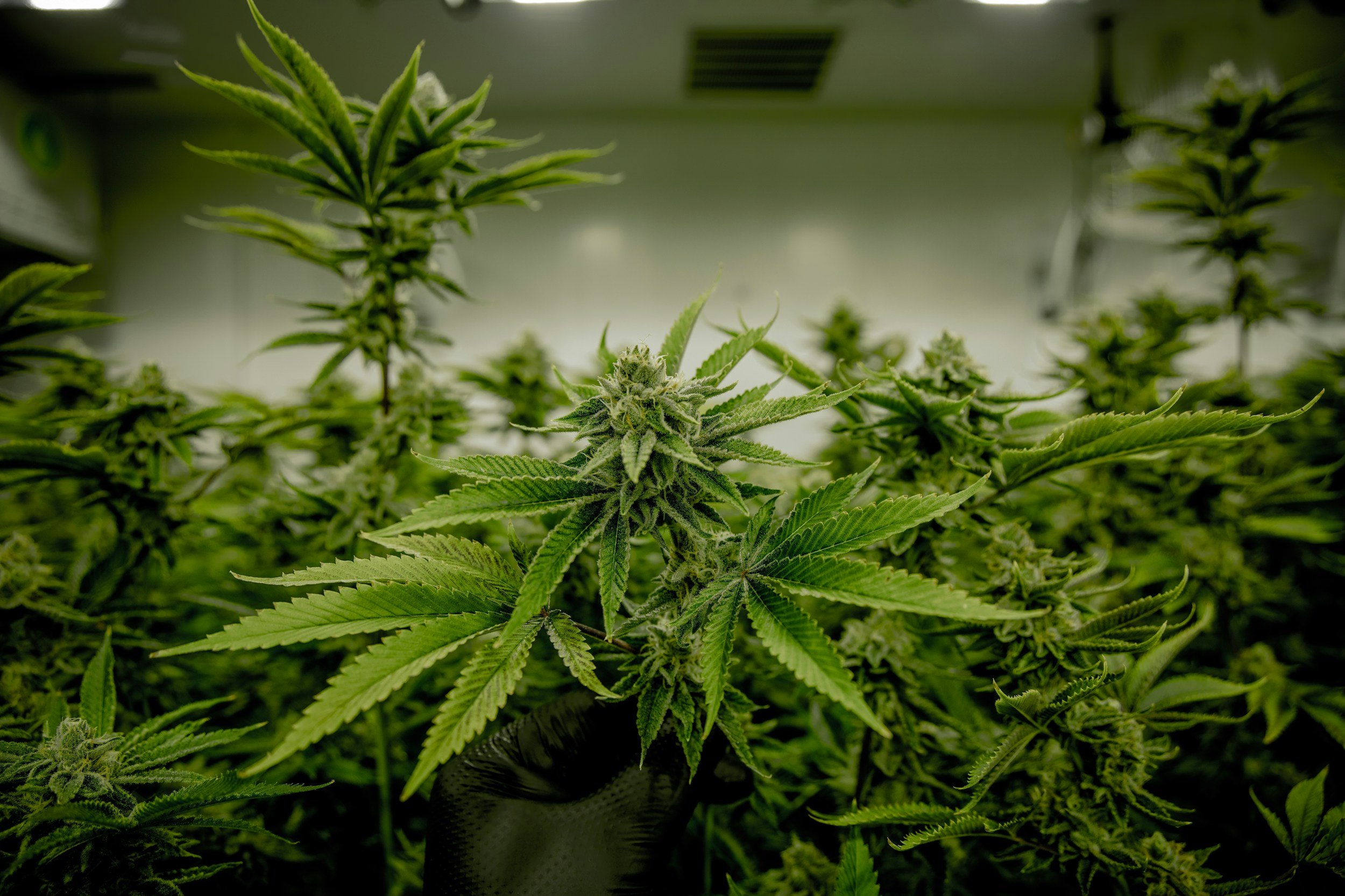 Crop coverage